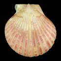 To Conchology (Aequipecten commutatus commutatus DARK)