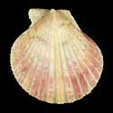 To Conchology (Aequipecten commutatus commutatus PALE)