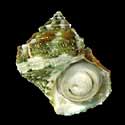 To Conchology (Turbo saxosus)