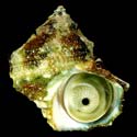 To Conchology (Turbo saxosus)
