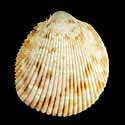 To Conchology (Acrosterigma variegatum)