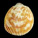 To Conchology (Acrosterigma variegatum)