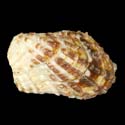 To Conchology (Cardita senegalensis)
