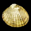 To Conchology (Cyclocardia crebricostata)