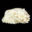 To Conchology (Cardita calyculata)