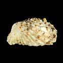 To Conchology (Cardita calyculata)