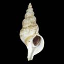 To Conchology (Troschelia berniciensis PERIO)
