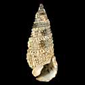 To Conchology (Rhinoclavis sinensis)