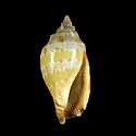 To Conchology (Canarium wilsonorum ORANGE-BROWN)