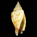 To Conchology (Canarium wilsonorum GIANT)