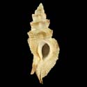 To Conchology (Pterynotus albobrunneus)