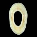 To Conchology (Fissurellidea megatrema)