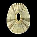 To Conchology (Amblychilepas javanicensis)