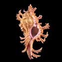 To Conchology (Chicoreus nobilis LARGE)