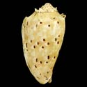 To Conchology (Cymbiola cymbiola)