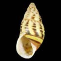 To Conchology (Amphidromus xiengensis)