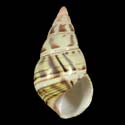 To Conchology (Liguus fasciatus f. lignumvitae)