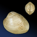 To Conchology (Cyprina islandica)
