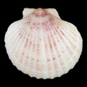 To Conchology (Aequipecten opercularis)