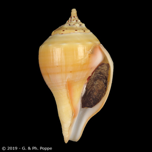 TURBINELLIDAE, Turbinella pyrum pyrum ORANGE AND YELLOW | Conchology