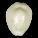 To Conchology (Monetaria moneta WHITE)