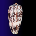 To Conchology (Pionoconus striatus striatus GIANT)