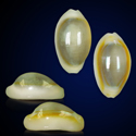 To Conchology (Monetaria annulus ROSTRATE SET)