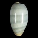 To Conchology (Erronea errones f. azurea)