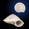 To Conchology (Solatisonax alleryi)