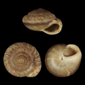 To Conchology (Caseolus innominatus)