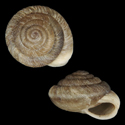 To Conchology (Caseolus innominatus)