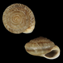 To Conchology (Caseolus innominatus)