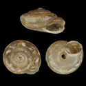 To Conchology (Actinella lentiginosa stellaris)