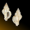 To Conchology (Ocenebra nicolai)
