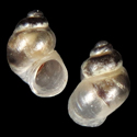 To Conchology (Grossuana angeltsekovi)