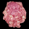 To Conchology (Spondylus foliaceus cf.)