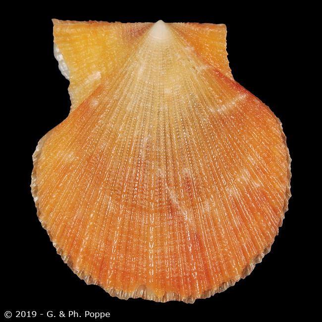 To Conchology (Crassadoma gigantea cf.)