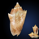 To Conchology (Cymbiola vespertilio ORANGE GIANT)