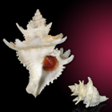 To Conchology (Babelomurex dalli GIANT)