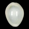 To Conchology (Monetaria annulus WHITE)