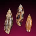 To Conchology (Terestrombus terebellatus terebellatus SET)
