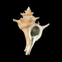 To Conchology (Forreria corteziana)