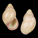 To Conchology (Megalobulimus capillaceus cf.)