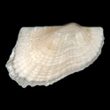 To Conchology (Xenophorarca irregularis)