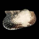 To Conchology (Anadara emarginata)