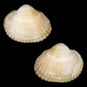 To Conchology (Cerastoderma edule GIANT)