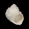 To Conchology (Mexithauma quadripaludium)