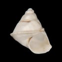 To Conchology (Nymphophilus minckleyi)