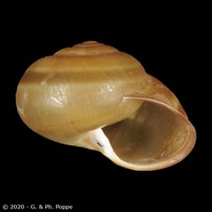 Shell Encyclopedia - Conchological MegaDatabase Iconographic