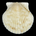 To Conchology (Argopecten nucleus)